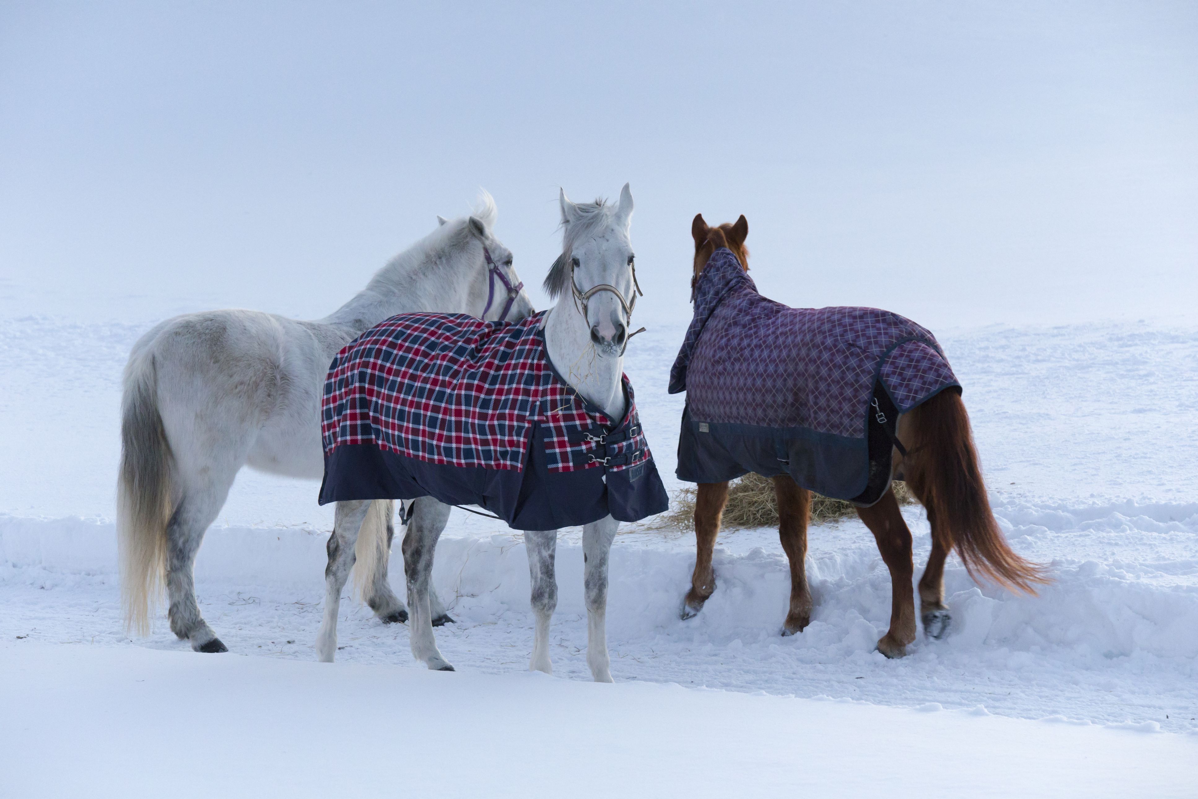 Equestrian world battles against Beast from the East